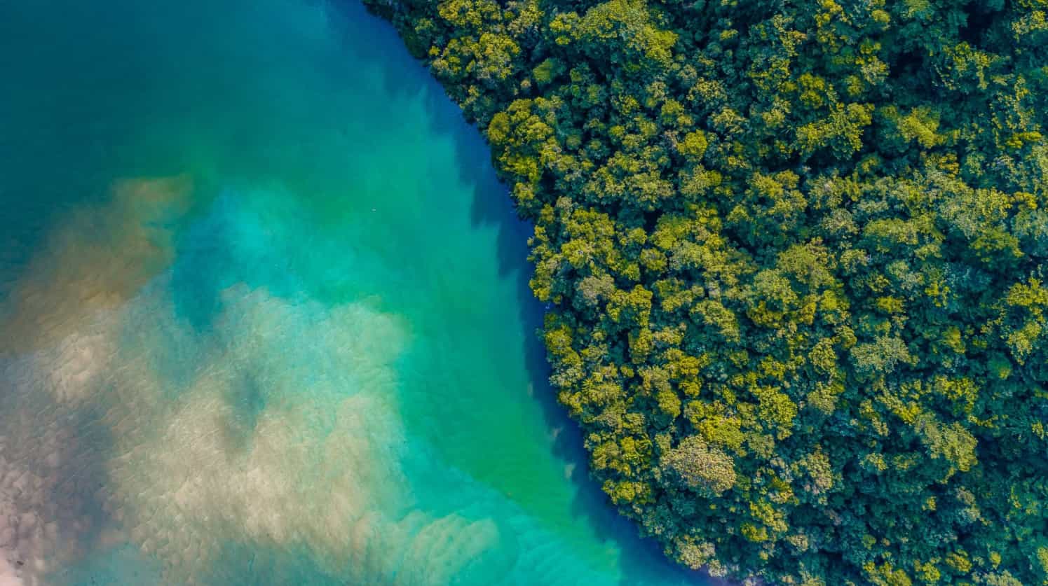 Aerial view of forest meeting water 